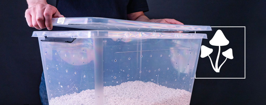 How To Make A Shotgun Fruiting Chamber (SGFC) For Mushrooms