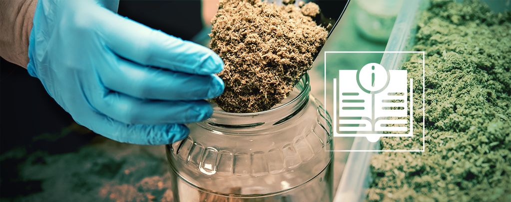 Everything You Need To Know About Magic Mushroom Substrates