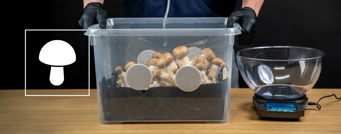 How to build a monotub for mushroom cultivation