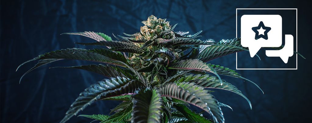 Silver Haze (Sensi Seeds) regular