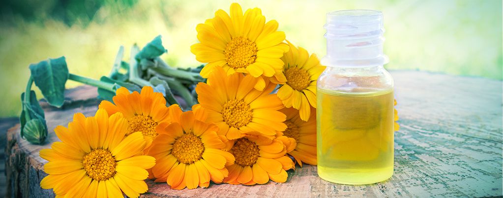 Marigold (Calendula officinalis) Buddy Pack