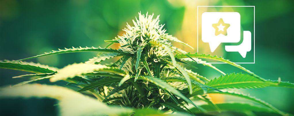 Super Lemon Haze (Greenhouse Seeds) feminized