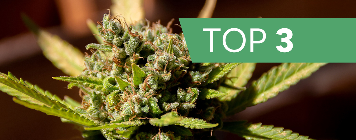 Top 3 cannabis strains by terpenes