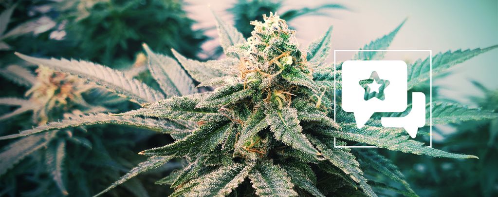 Sunset Sherbet Automatic (Zamnesia Seeds) feminized