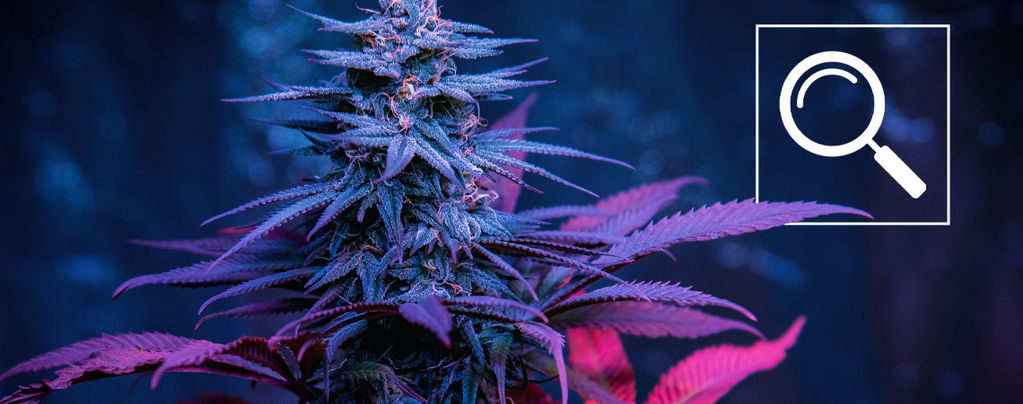 Find Your Favourite Cannabis Strain