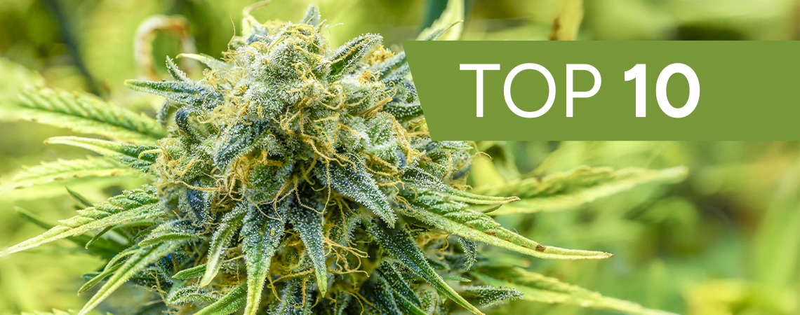 Top 10 fastest autoflowers of 2025