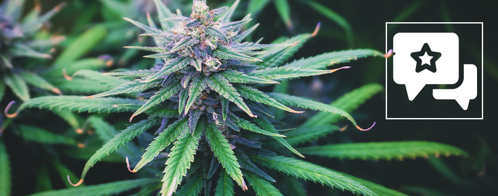 Do-Si-Dos Automatic (Zamnesia Seeds) feminized