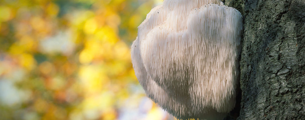 Lion's Mane Mushroom
