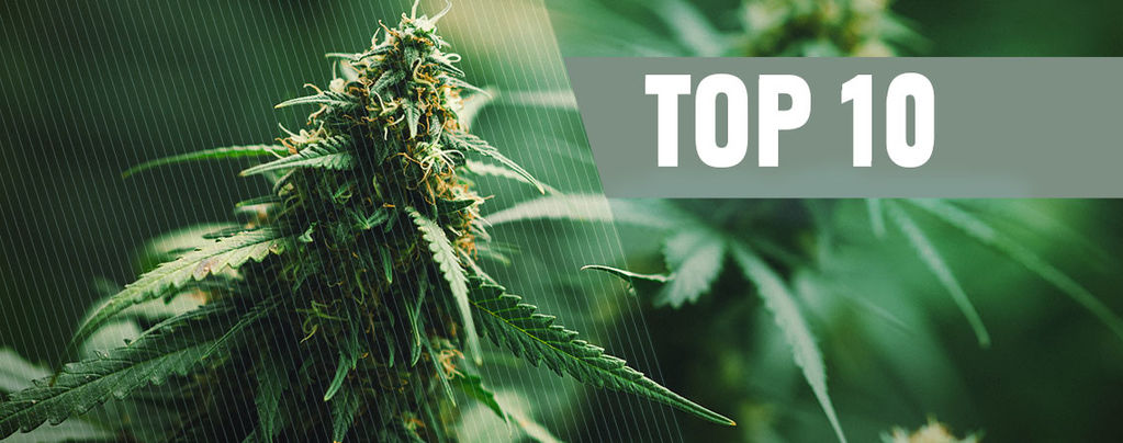 Top 10 Best Regular Cannabis Seeds Of 2025