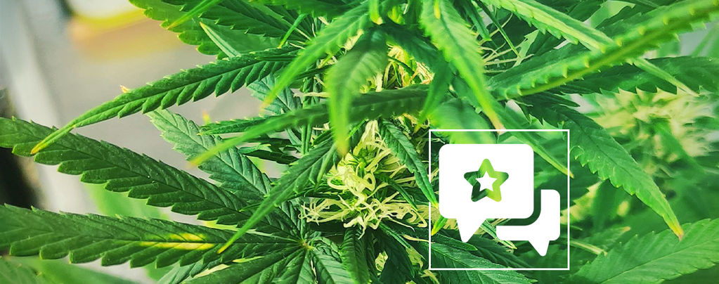 Recenzja odmiany: Kali Mist