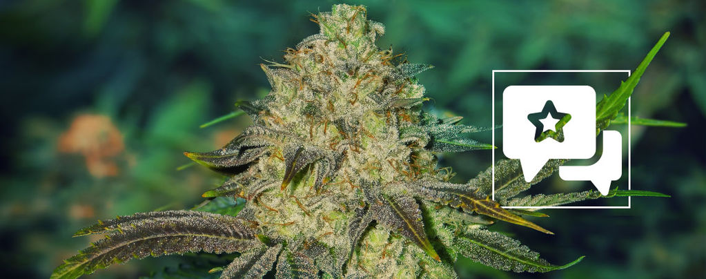 Watermelon Candy (Zamnesia Seeds) feminized