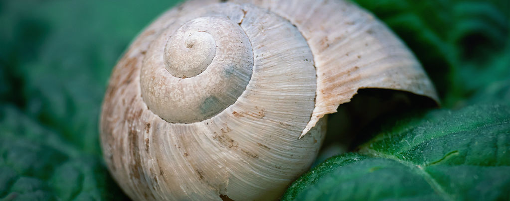 Cannabis Pests: How To Deal With Slugs And Snails