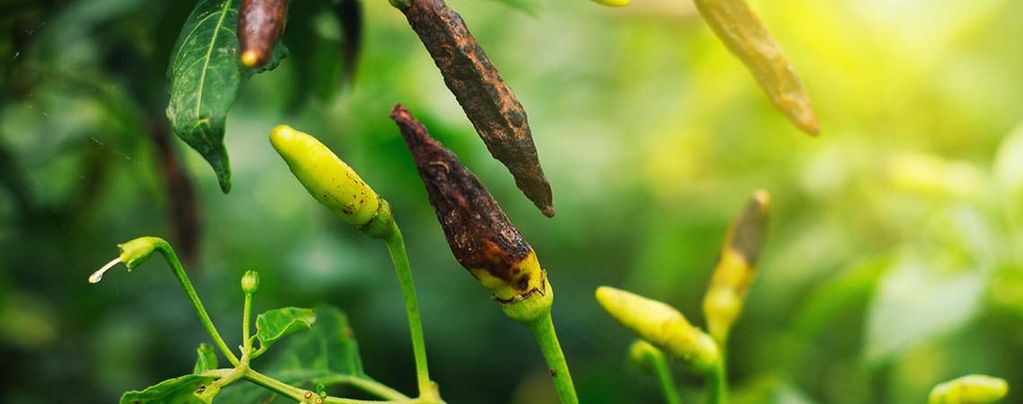 The Most Common Chili Pepper Pests & Diseases