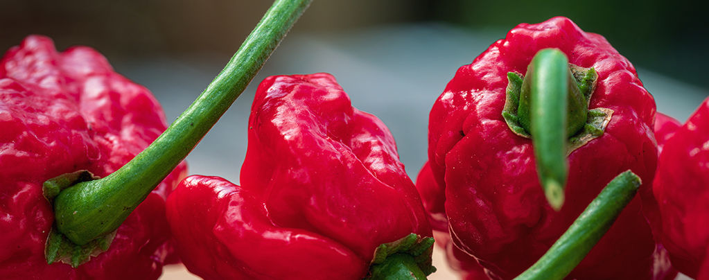 Carolina Reaper: How To Grow And Use