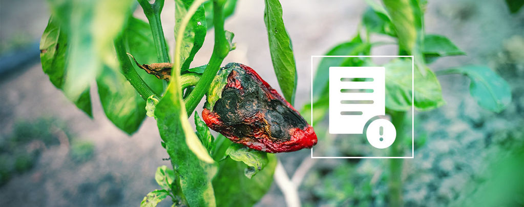 How To Get Rid Of Pests On Hot Pepper Plants