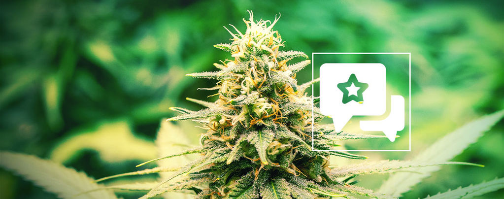 Frosted Guava: Cannabis Strain Review & Information