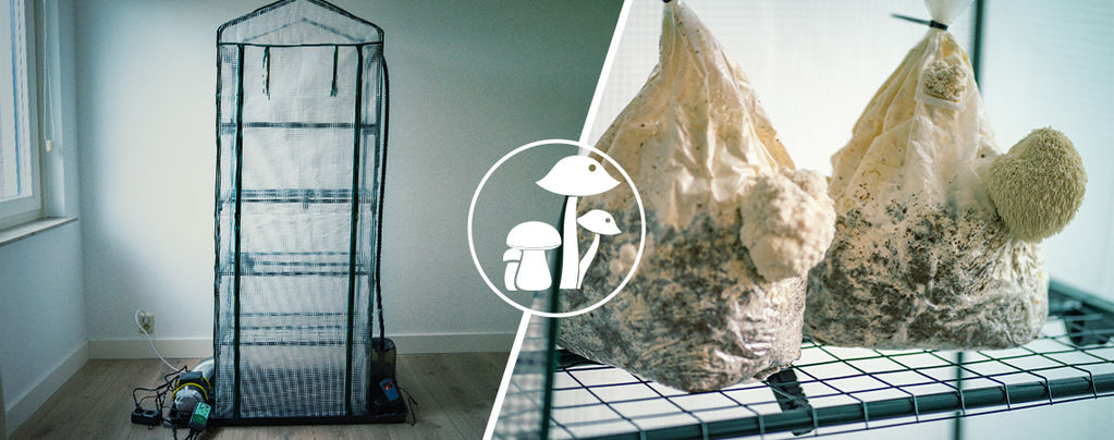 Martha Fruiting Chamber For Mushrooms