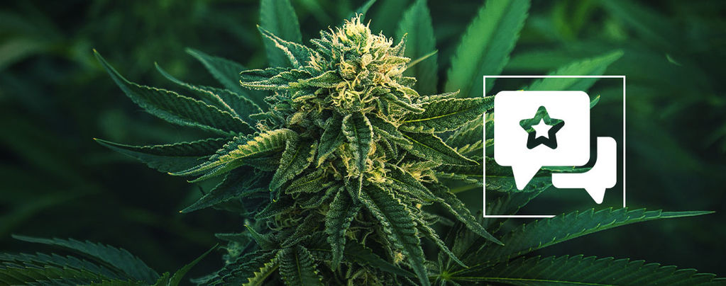 Apple Fritter: Cannabis Strain Review & Information﻿﻿﻿﻿﻿