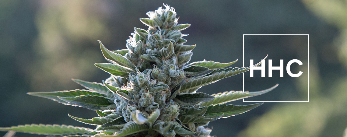 What You Need to Know About Hexahydrocannabinol (HHC)