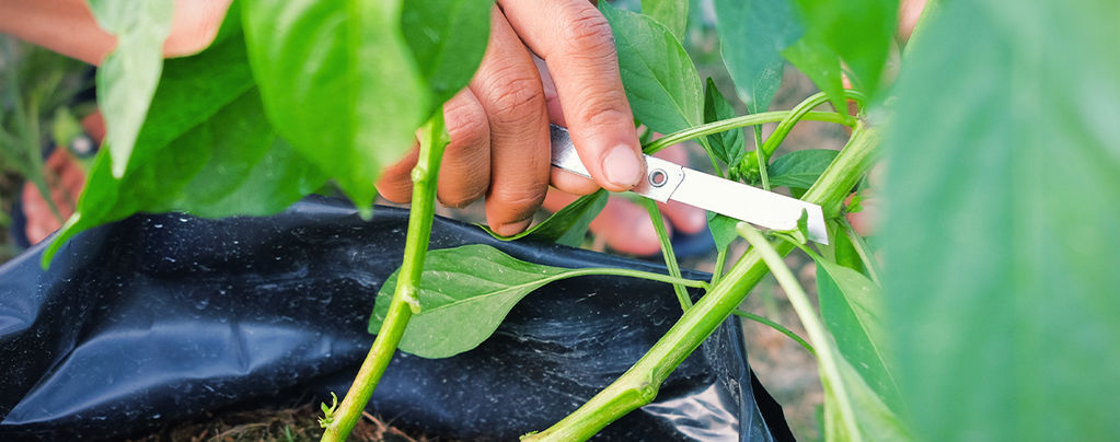 How To Prune Hot Pepper Plants For Maximum Yield