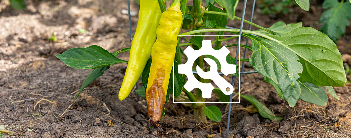 Jak radzić sobie ze zgnilizną wierzchołkową papryki chili