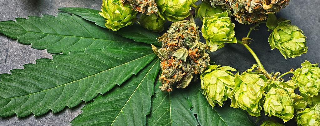 What Is Humulene In Cannabis?