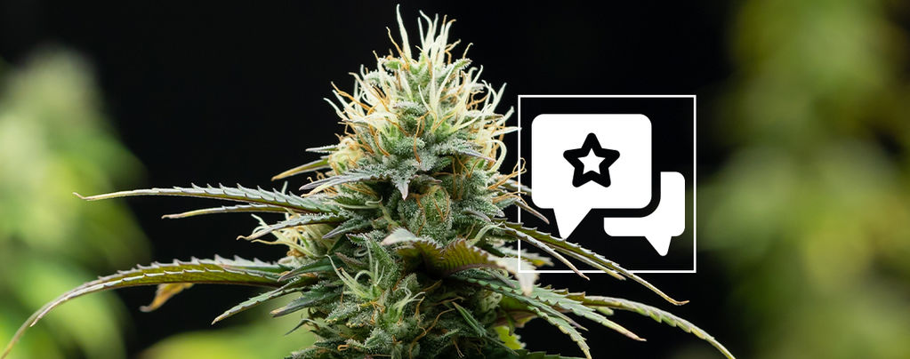 X (Zamnesia Seeds) Feminized