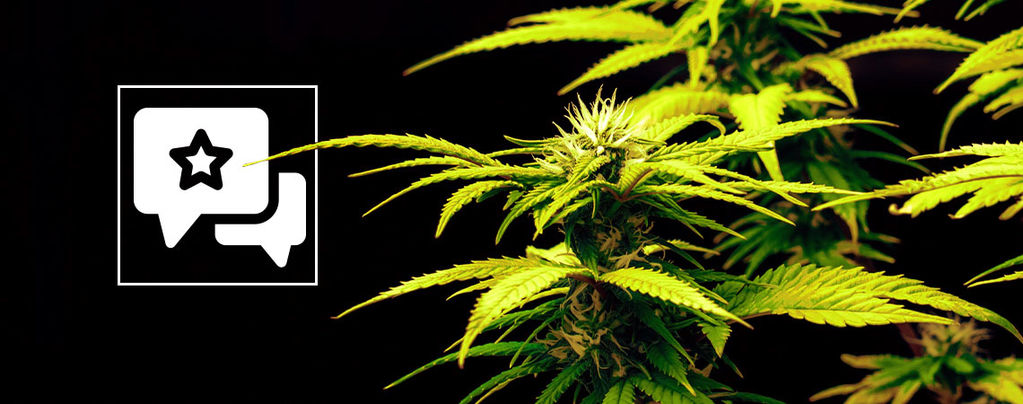 Candy Rain: Cannabis Strain Review & Information﻿﻿﻿﻿﻿