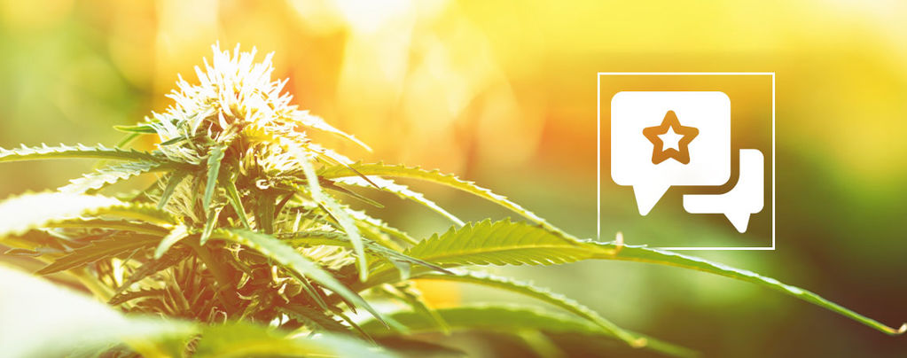 Biscotti: recenzja i informacje o odmianie konopi