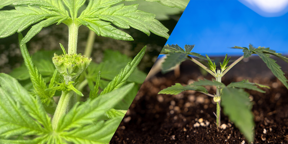 Cannabis pruning: Topping vs fimming