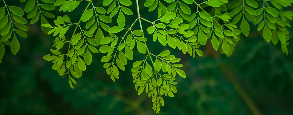 Moringa: Everything You Need To Know