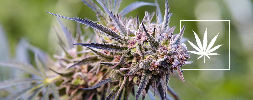 What Is A Cannabis Strain?