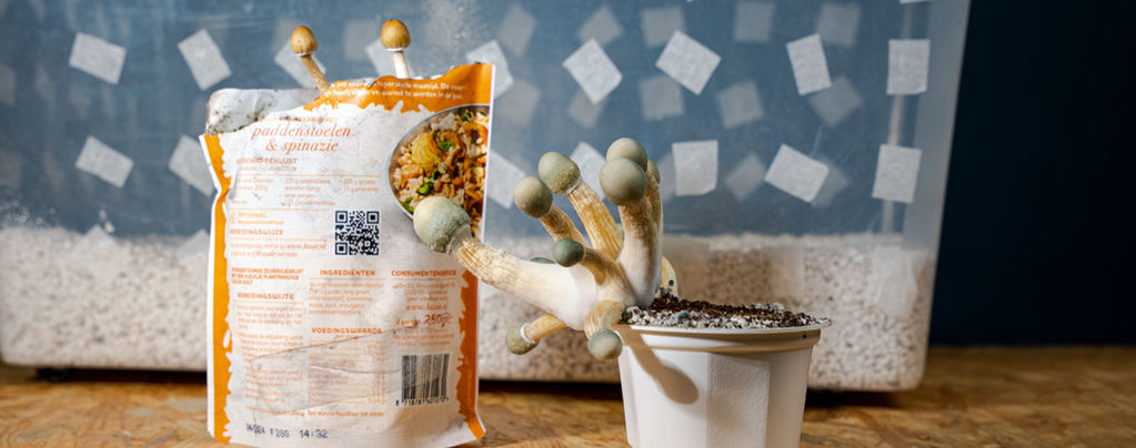 Uncle Ben’s Rice Tek: Low-Budget Shroom Cultivation