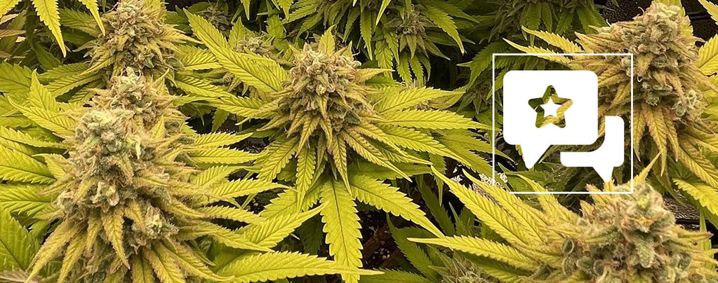 Recenzja odmiany: Kosher Kush