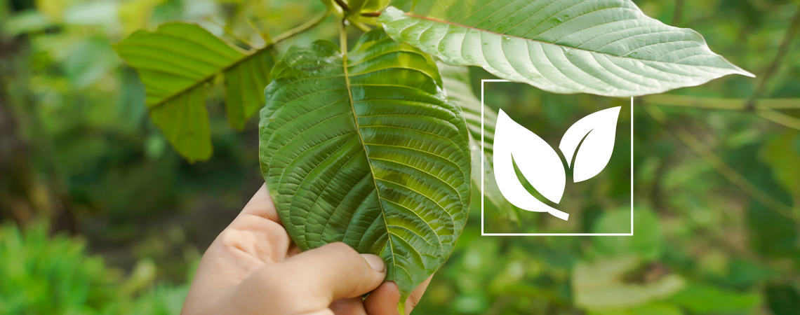 Everything you need to know about kratom