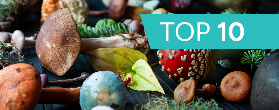 Discover Top 10 Mushrooms For Your Health