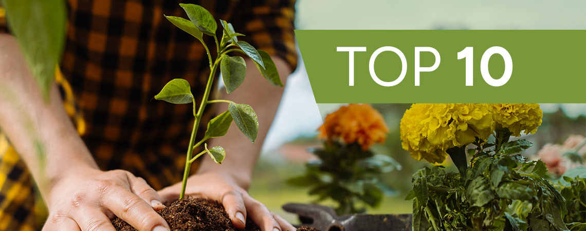 Top 10 Interesting Plants To Grow