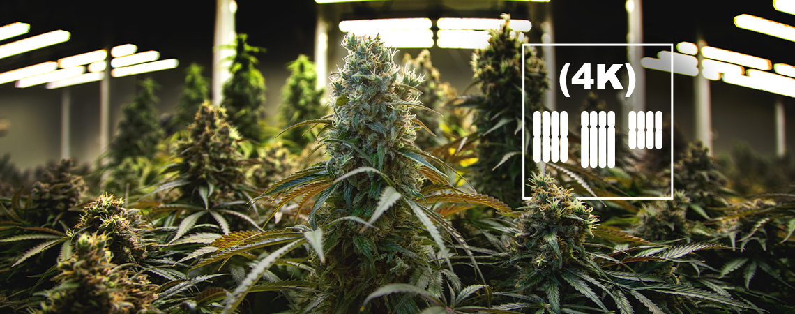 What Are Tetraploids And Triploids In Cannabis?