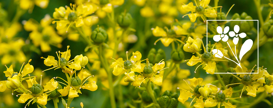 What Is Ruta Graveolens?