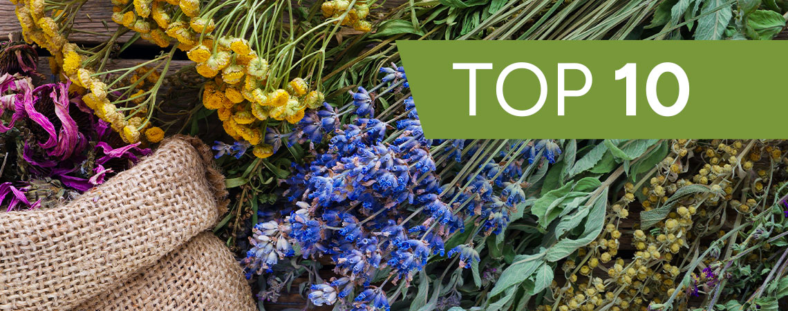 Top 10 Medicinal Plants To Grow At Home