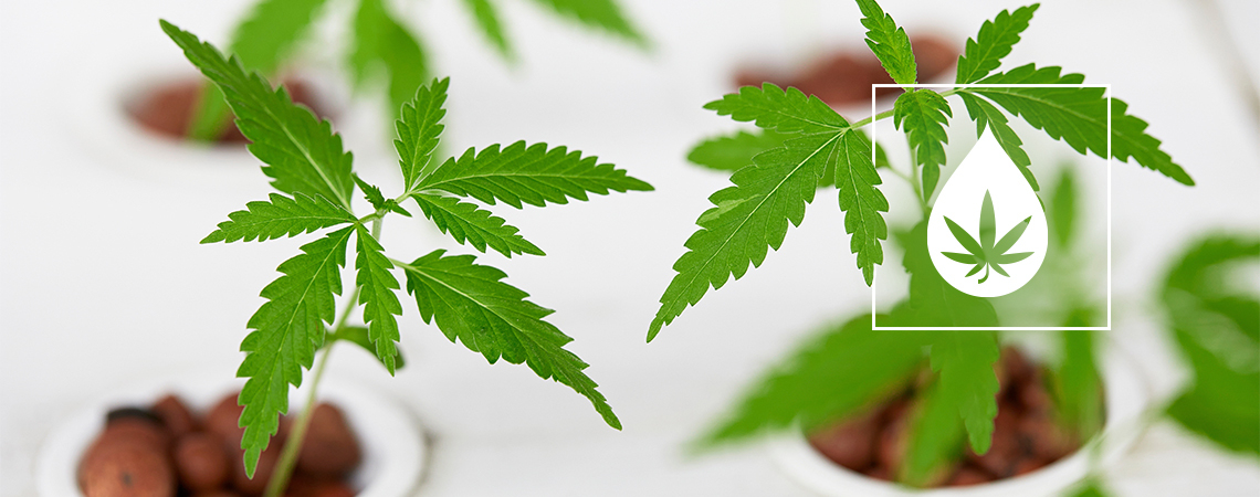 How To Build Your Own Nutrient Film Technique (NFT) Hydroponics System