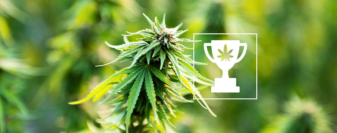 9 Cannabis World Records