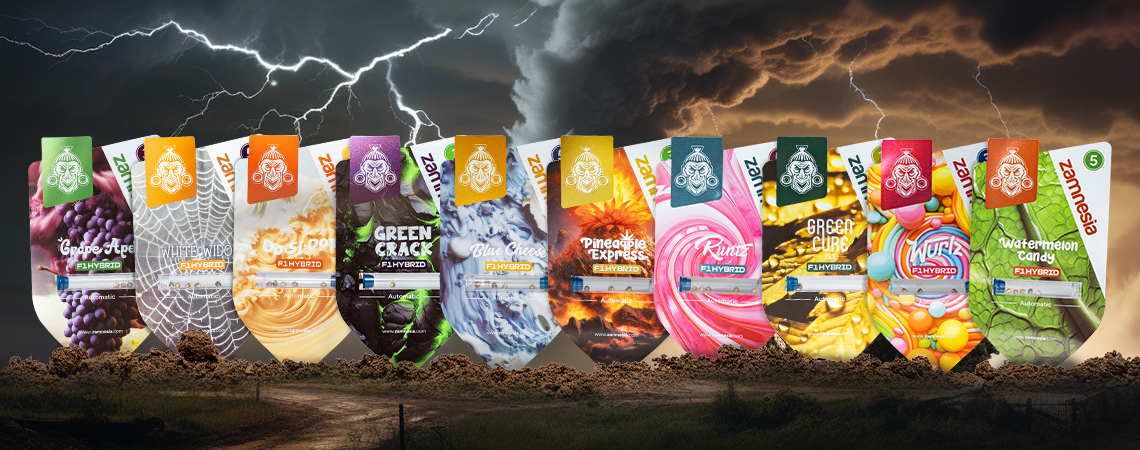 Zamnesia Seedshow Episode 2: The Perfect Storm (F1 Hybrids)