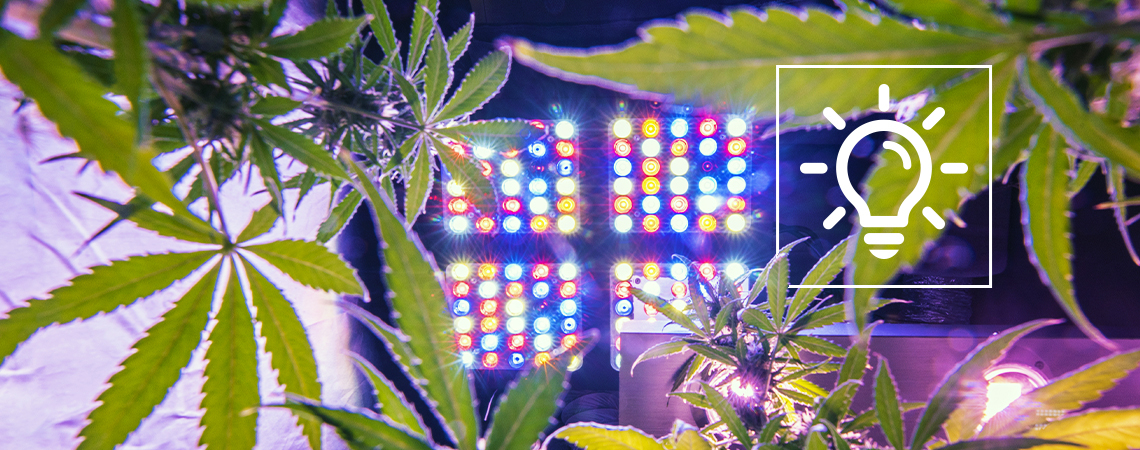 Exciting Cannabis Growing Tech In 2025