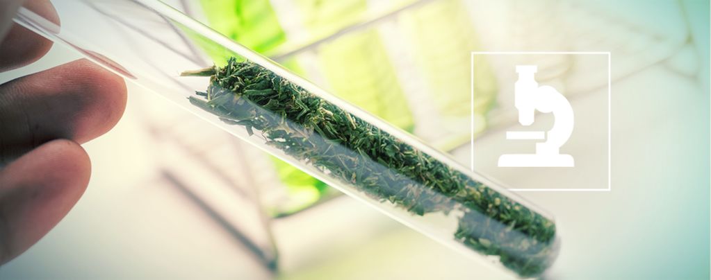 What Are Flavonoids, Terpenes, And Terpenoids?