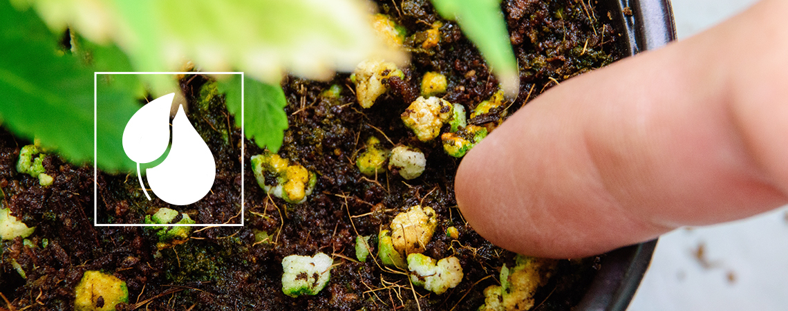 Making Homemade Fertilisers For Cannabis Plants