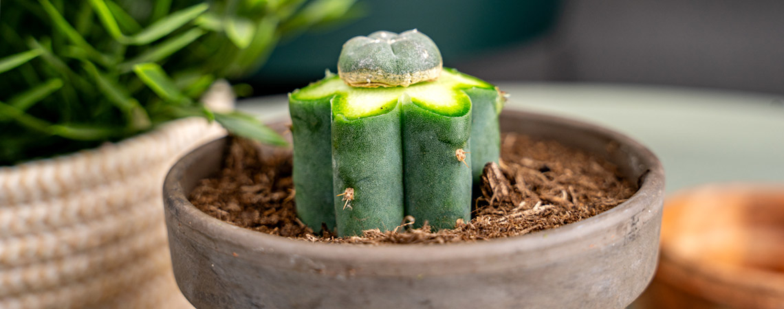 How to Graft Peyote Cactus