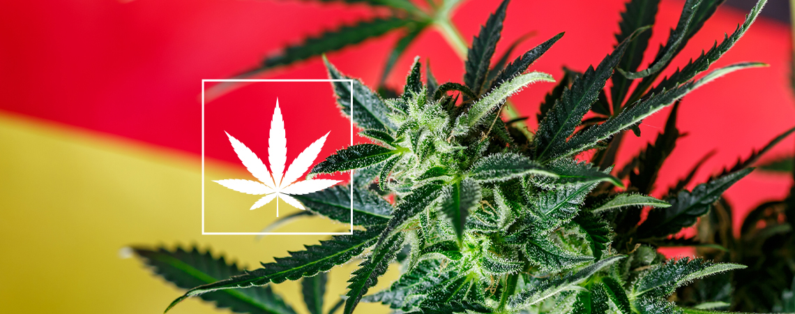 Przegląd nowej sceny niemieckich klubów konopnych