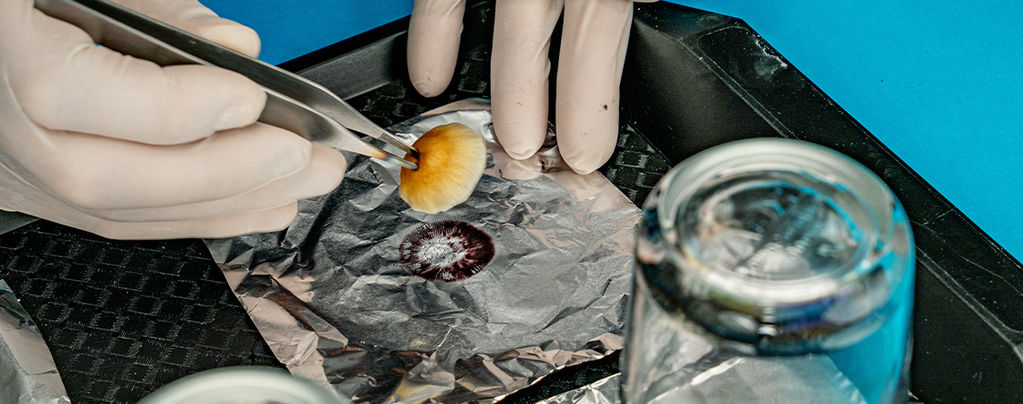 How To Take Magic Mushroom Spore Prints