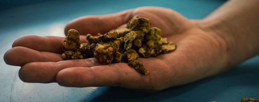 Exploring Psilocybe Tampanensis: The Original Truffle